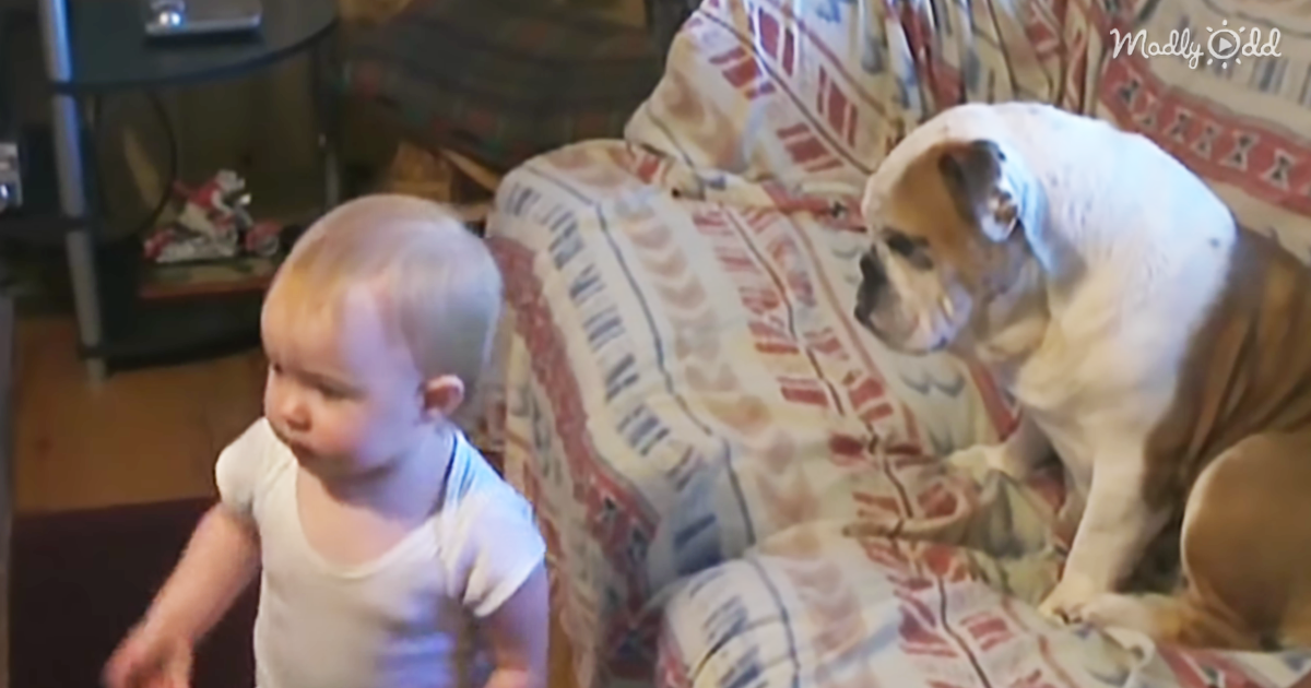 51172-OG2-It-Is-Hard-To-Tell-Who-Is-Winning-This-Argument-Between-Baby-And-Bulldog