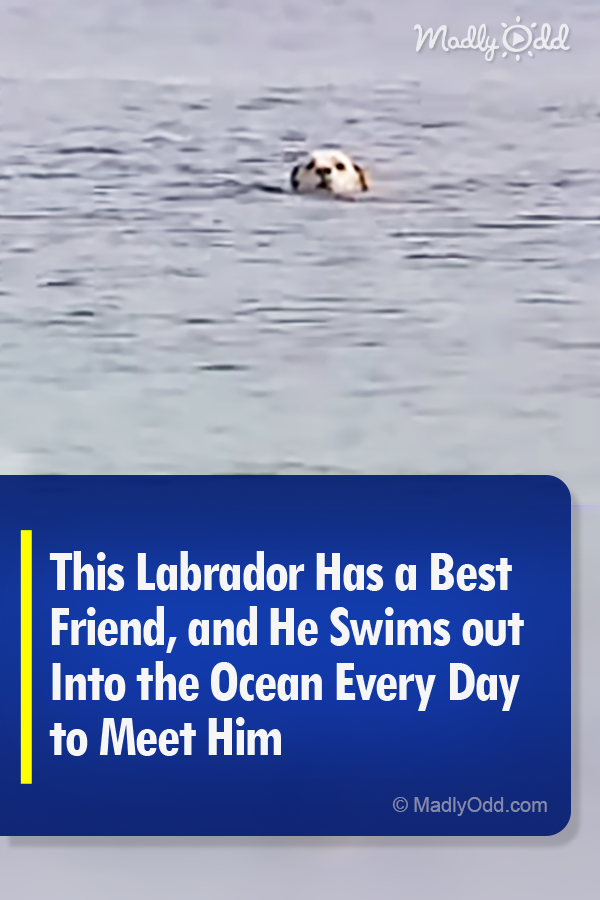 This Labrador Has a Best Friend, and He Swims out Into the Ocean Every Day to Meet Him