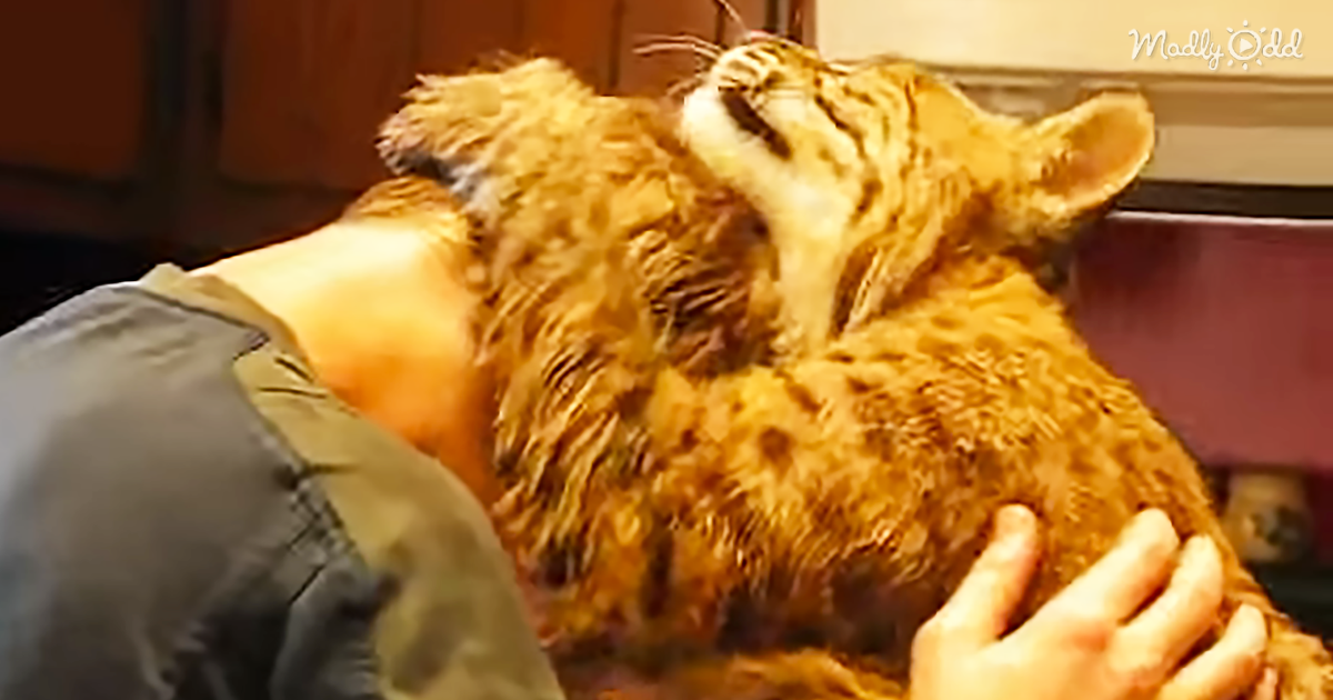 52362-OG1-Benji-the-Bobcat-Adores-the-Humans-Who-Saved-Him-from-a-Fire