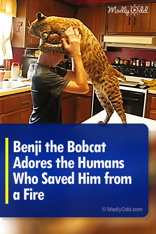 Benji the Bobcat Adores the Humans Who Saved Him from a Fire
