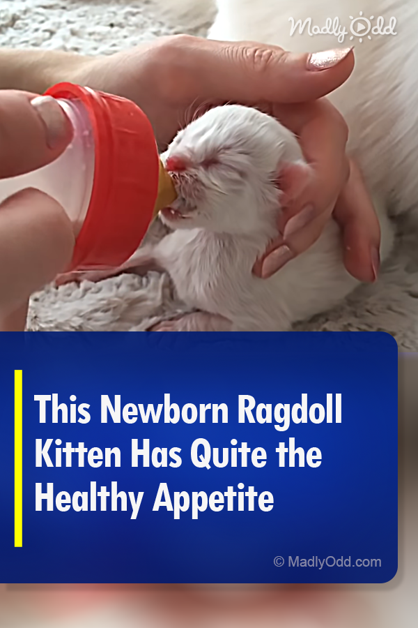 This Newborn Ragdoll Kitten Has Quite the Healthy Appetite