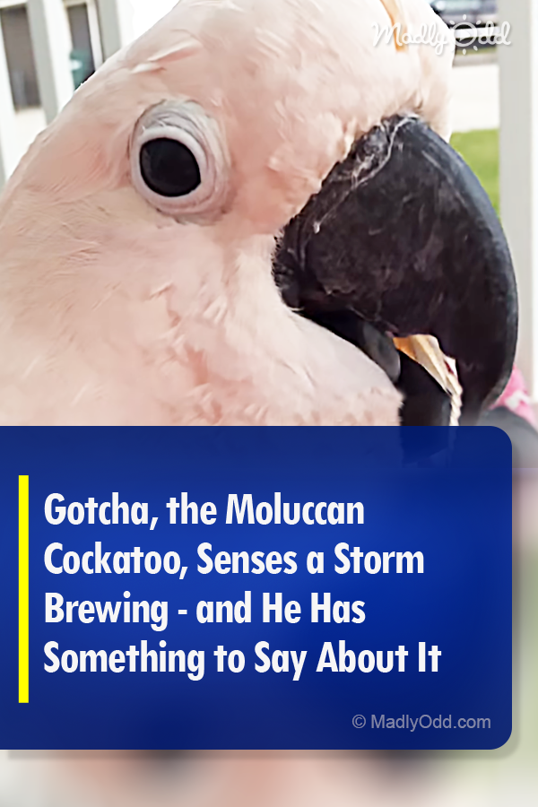 Gotcha, the Moluccan Cockatoo, Senses a Storm Brewing - and He Has Something to Say About It