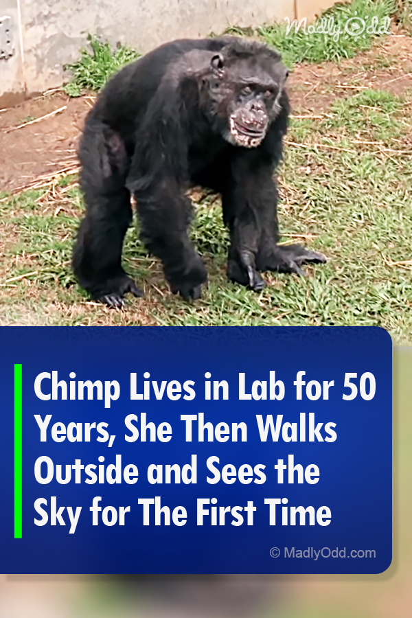 Chimp Lives in Lab for 50 Years, She Then Walks Outside and Sees the Sky for The First Time
