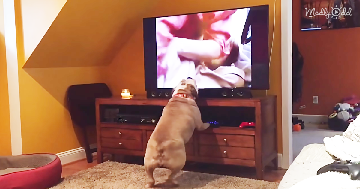 55514-OG2-These-Protective-Bulldogs-React-to-A-Classic-Scene-from-The-Horror-Film-Cujo