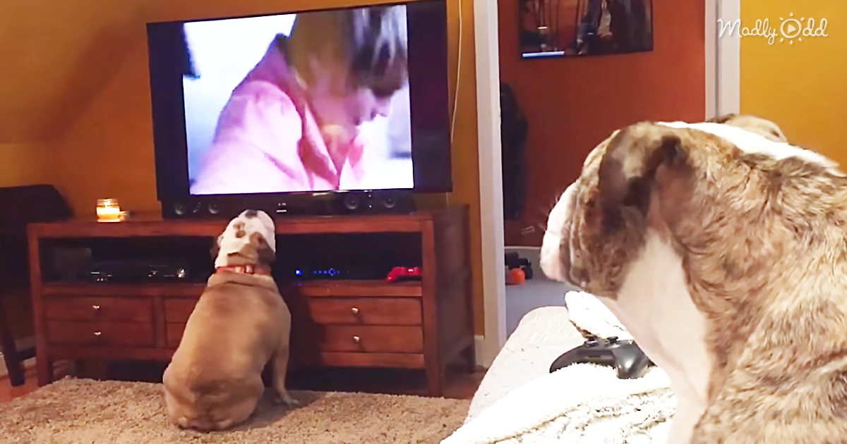 55514-OG3-These-Protective-Bulldogs-React-to-A-Classic-Scene-from-The-Horror-Film-Cujo