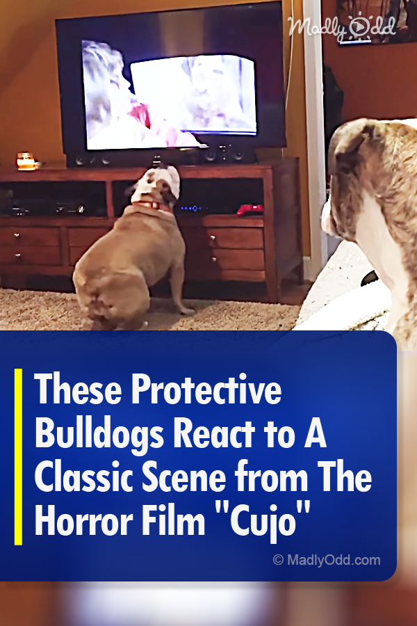 These Protective Bulldogs React to A Classic Scene from The Horror Film \