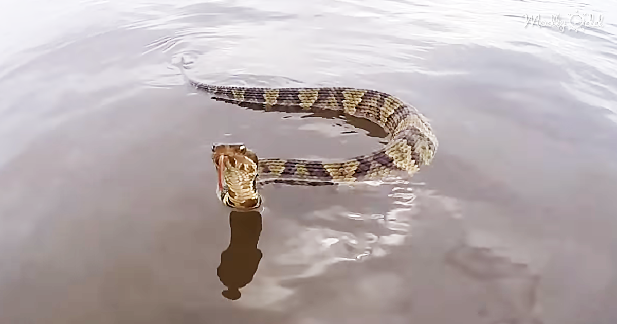 55628-OG1-Enraged-Cottonmouth-Snake-Chases-After-A-Boat-Near-Virginia-Beach