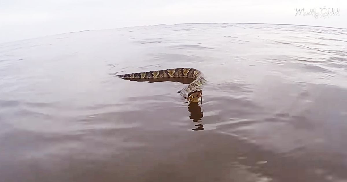 55628-OG3-Enraged-Cottonmouth-Snake-Chases-After-A-Boat-Near-Virginia-Beach
