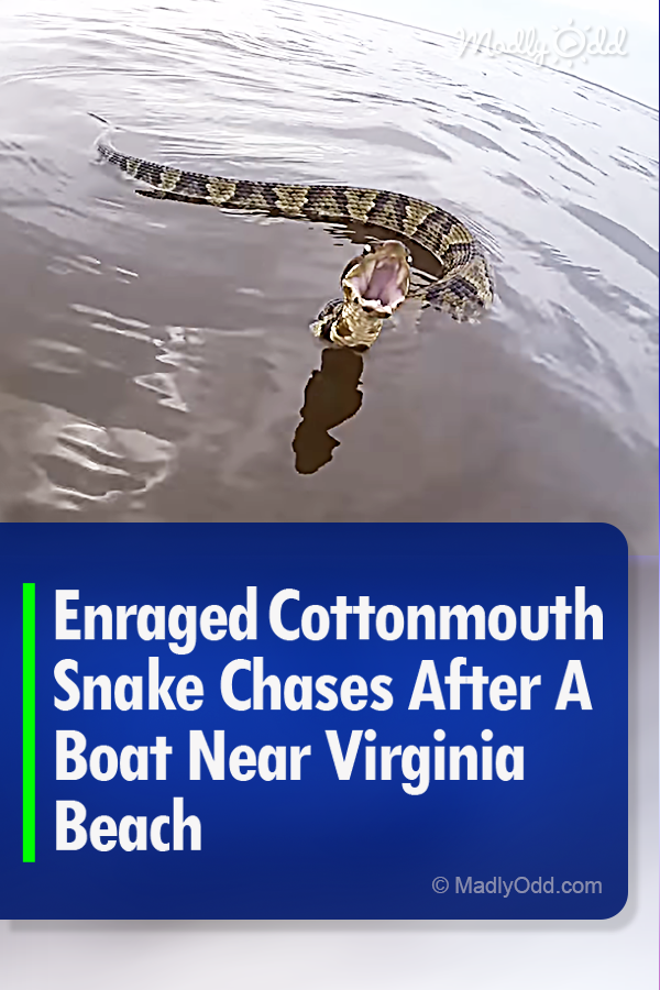 Enraged Cottonmouth Snake Chases After A Boat Near Virginia Beach