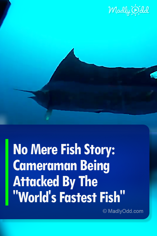 No Mere Fish Story: Cameraman Being Attacked By The \