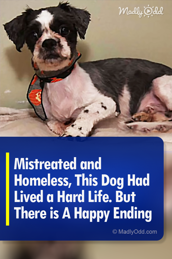 Mistreated and Homeless, This Dog Had Lived a Hard Life. But There is A Happy Ending