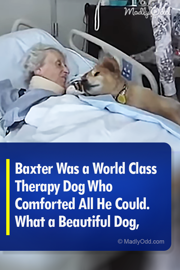 Baxter Was a World Class Therapy Dog Who Comforted All He Could. What a Beautiful Dog, Indeed