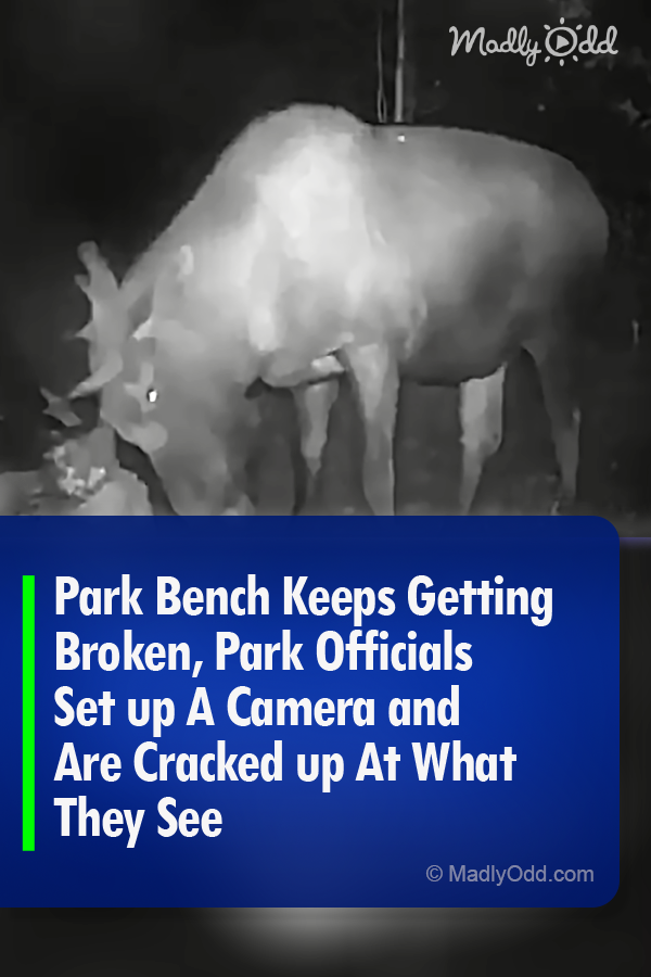 Park Bench Keeps Getting Broken, Park Officials Set up A Camera and Are Cracked up At What They See