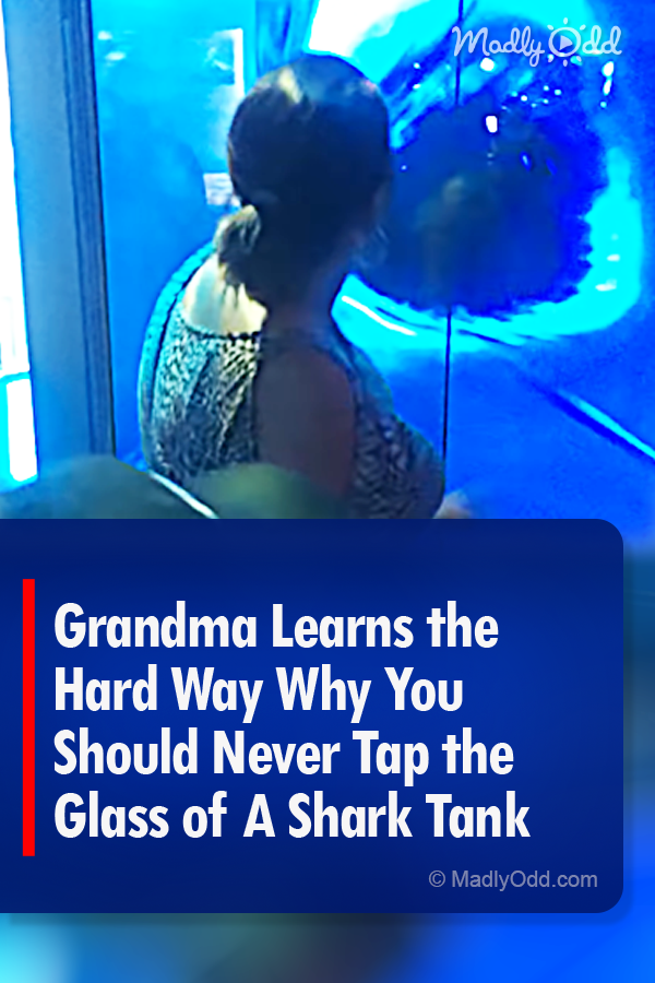 Grandma Learns the Hard Way Why You Should Never Tap the Glass of A Shark Tank