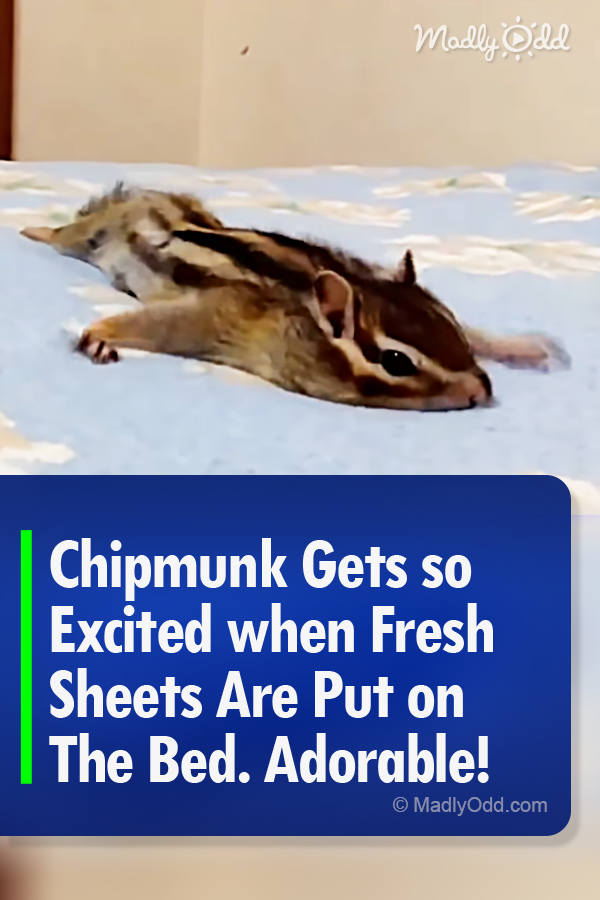 Chipmunk Gets so Excited when Fresh Sheets Are Put on The Bed. Adorable!