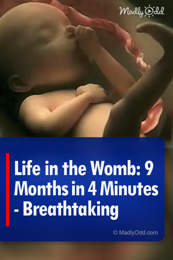 Life in the Womb: 9 Months in 4 Minutes - Breathtaking