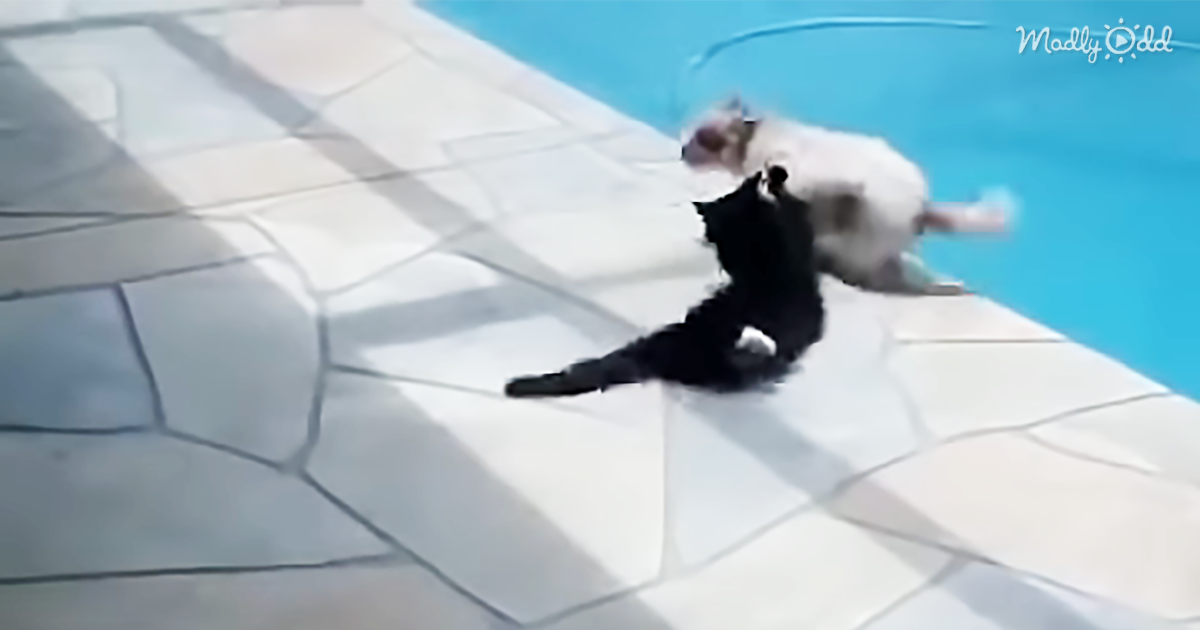 57848-OG2-The-Funniest-Argument-Ever-Annoyed-Cat-Shoves-A-Dog-Into-The-Swimming-Pool!