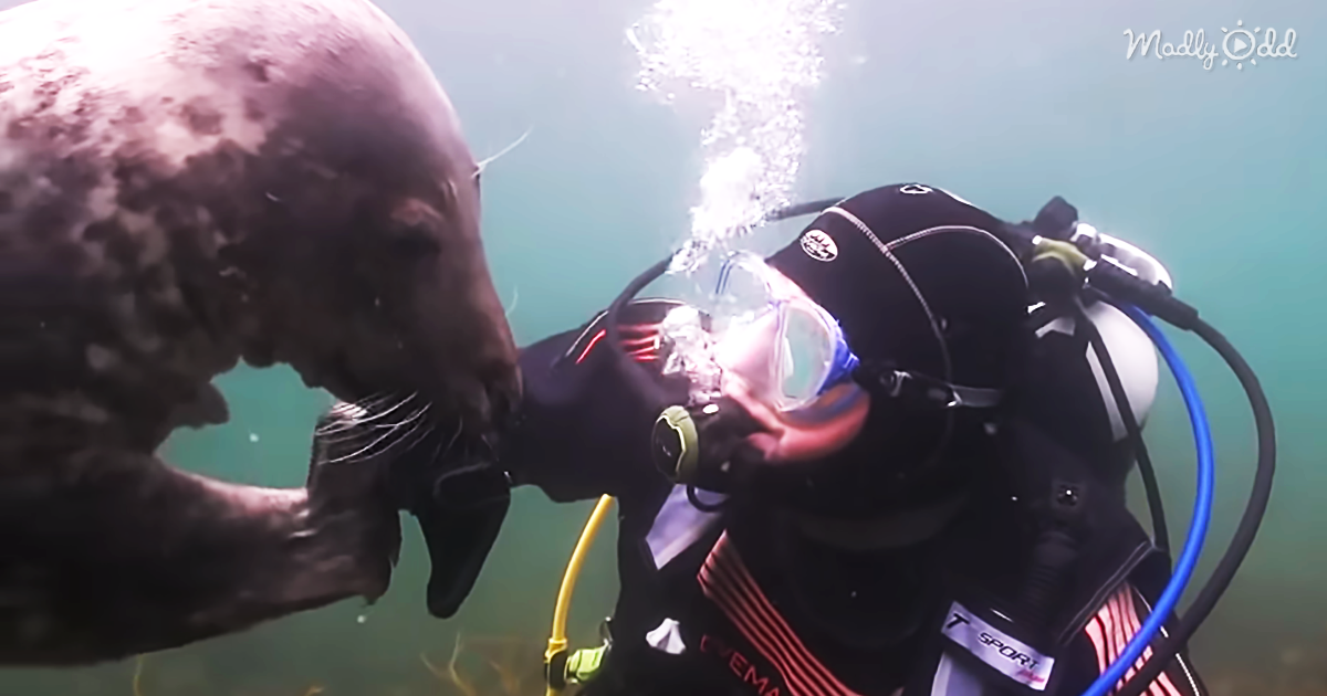 59125-OG2-He-Just-Wants-His-Tummy-Tickled!-Diver’s-Close-Encounter-with-A-Friendly-Seal-Caught-on-Camera