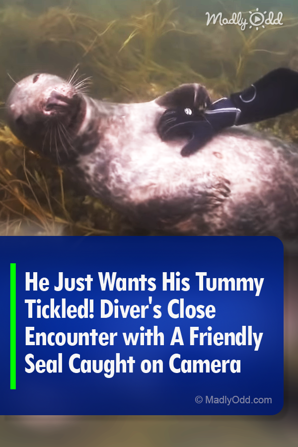 He Just Wants His Tummy Tickled! Diver\'s Close Encounter with A Friendly Seal Caught on Camera