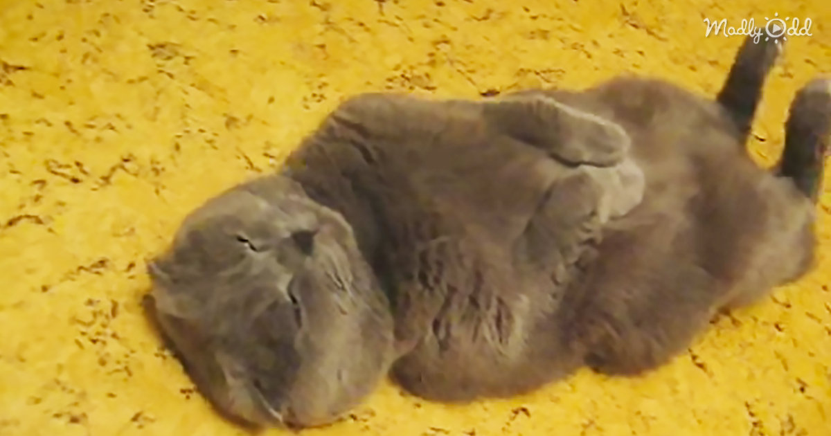5957-OG2-When-This-Scottish-Fold-Cat-Curls-up-On-the-Floor-to-Sleep,-His-Positions-Are-Priceless