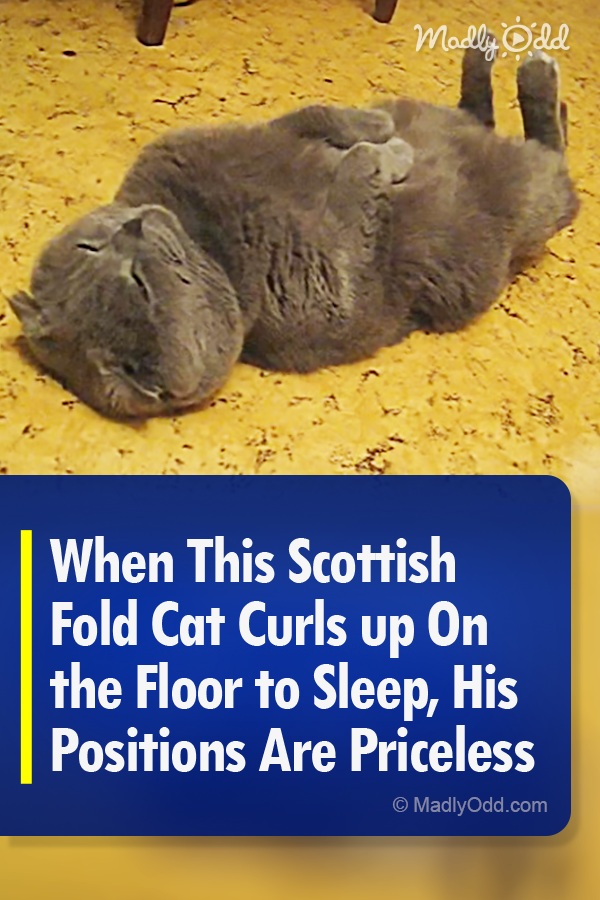 When This Scottish Fold Cat Curls up On the Floor to Sleep, His Positions Are Priceless