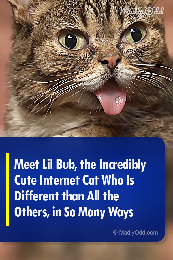 Meet Lil Bub, the Incredibly Cute Internet Cat Who Is Different than All the Others, in So Many Ways