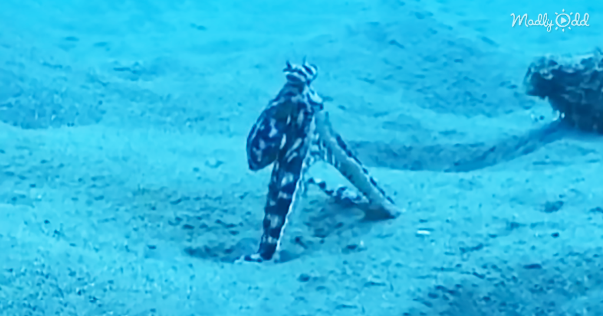 61607-OG2-Scientists-Are-Baffled-by-This-Shape-Shifting-Mimic-Octopus