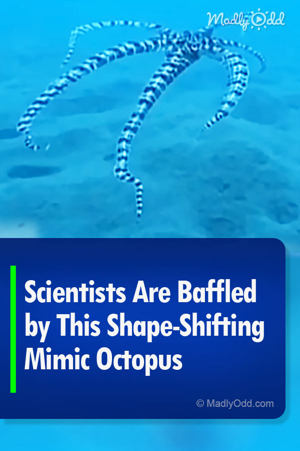 Scientists Are Baffled by This Shape-Shifting Mimic Octopus