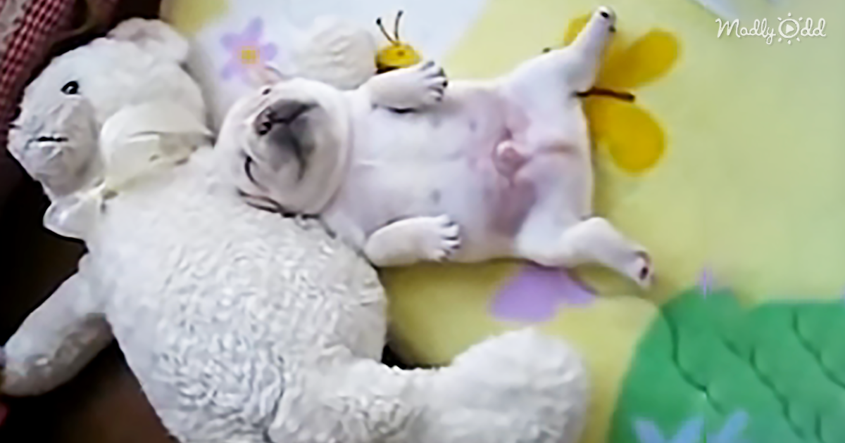 6229-OG1-This-Video-Should-Be-Banned.-It’s-Too-Cute!-French-Bulldog-Puppy-Napping-is-AWWW