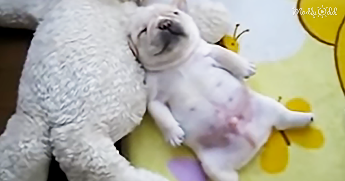 This Video Should Be Banned It S Too Cute French Bulldog Puppy