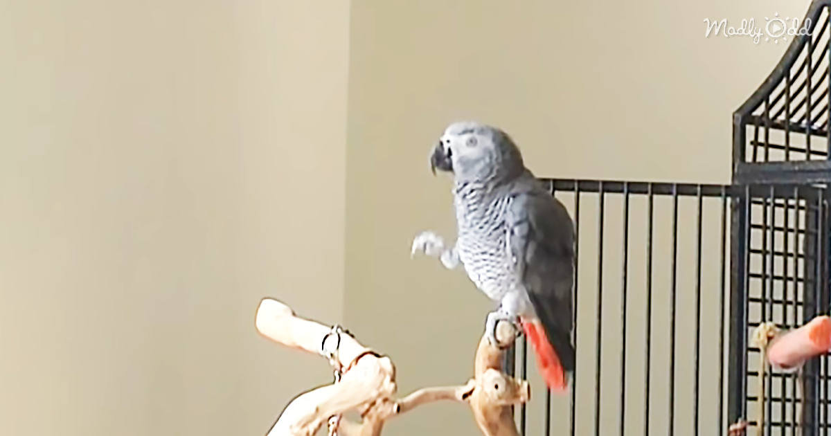 64514-OG1-African-Gray-Parrot-is-Clearly-a-Monty-Python-Fan