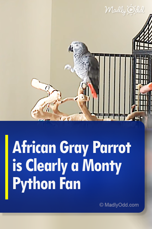 African Gray Parrot is Clearly a Monty Python Fan