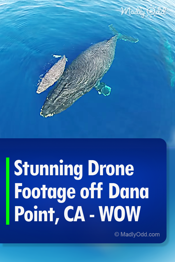 Stunning Drone Footage off Dana Point, CA - WOW