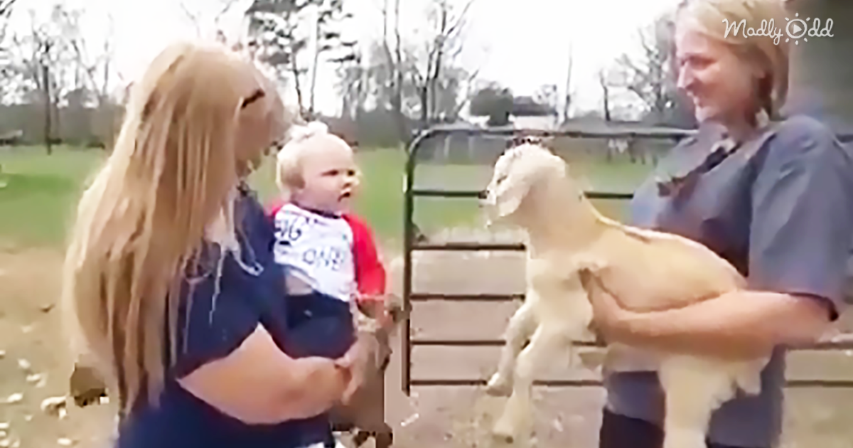 65203-OG1-No-Kidding-Around-–-Listen-to-This-Hilarious-Conversation-Between-Baby-and-Goat