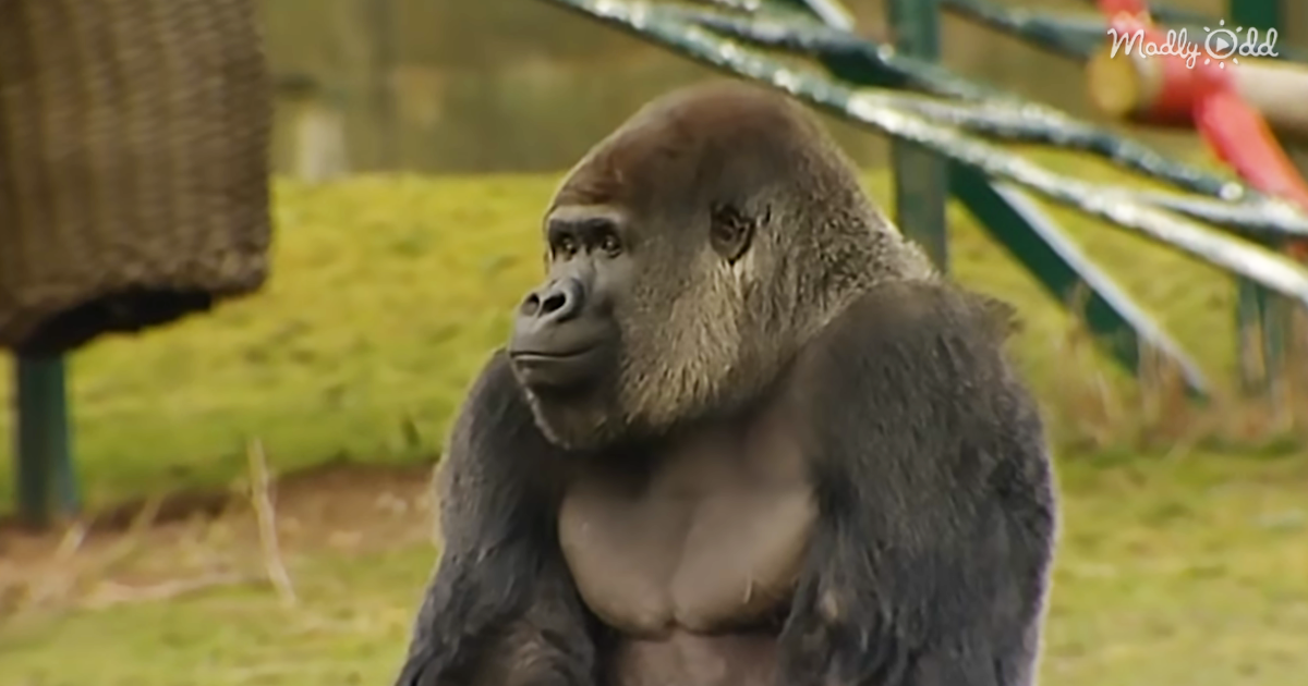 65679-OG1-He-Looks-Like-a-Normal-Gorilla-from-Behind-but-You-Will-Be-Shocked-when-He-Turns-Around