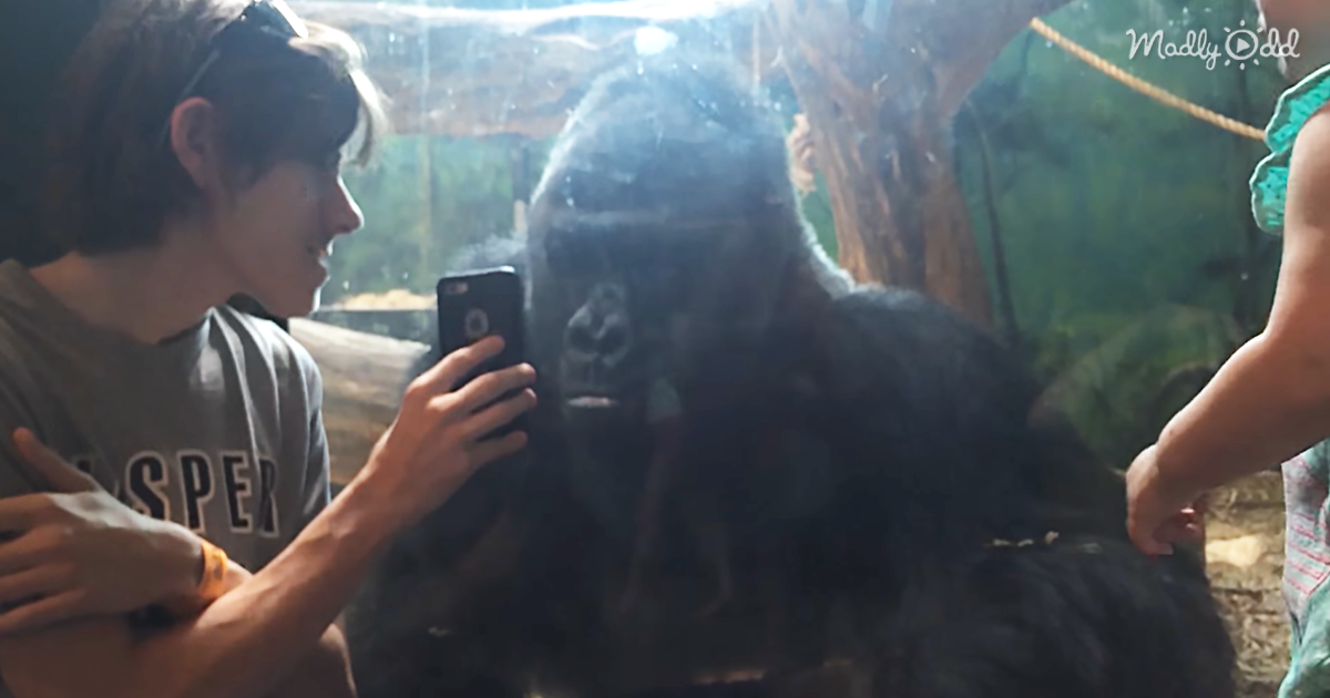 65801-OG1-A-Guy-Shows-Photos-of-Other-Gorillas-to-A-Gorilla-Priceless
