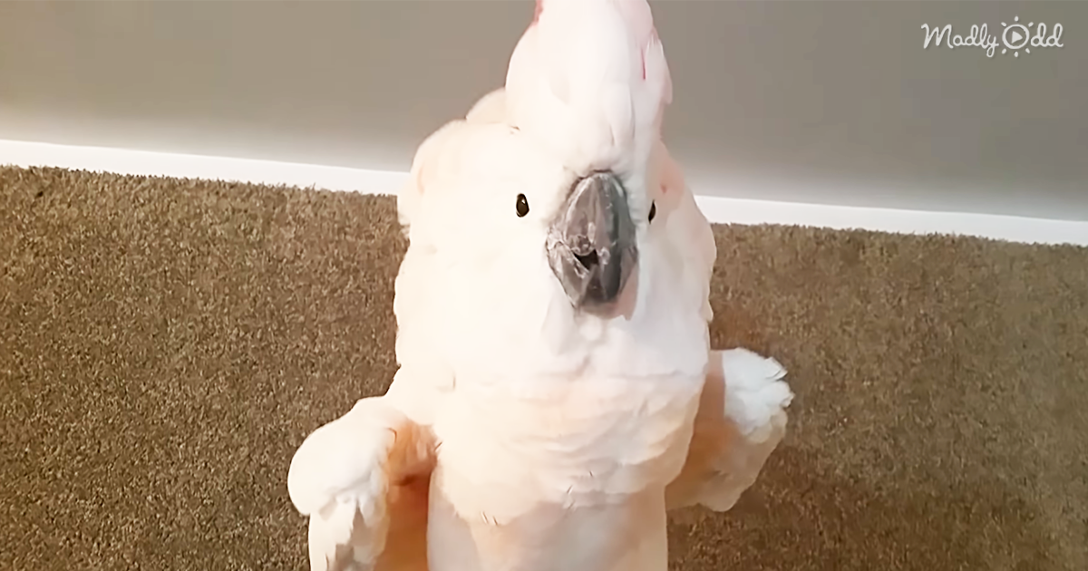 66814-OG2-Angry-Cockatoo-Throws-Priceless-Expletive-Filled-Tantrum-when-It’s-Time-to-Go-to-Bed