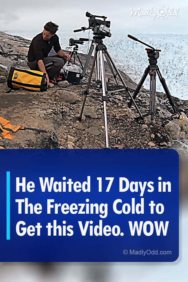 He Waited 17 Days in The Freezing Cold to Get this Video. WOW