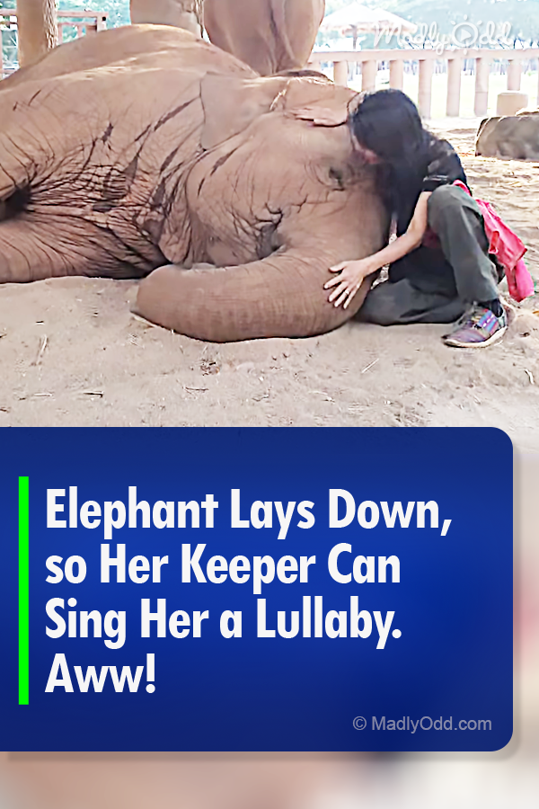 Elephant Lays Down, so Her Keeper Can Sing Her a Lullaby. Aww!