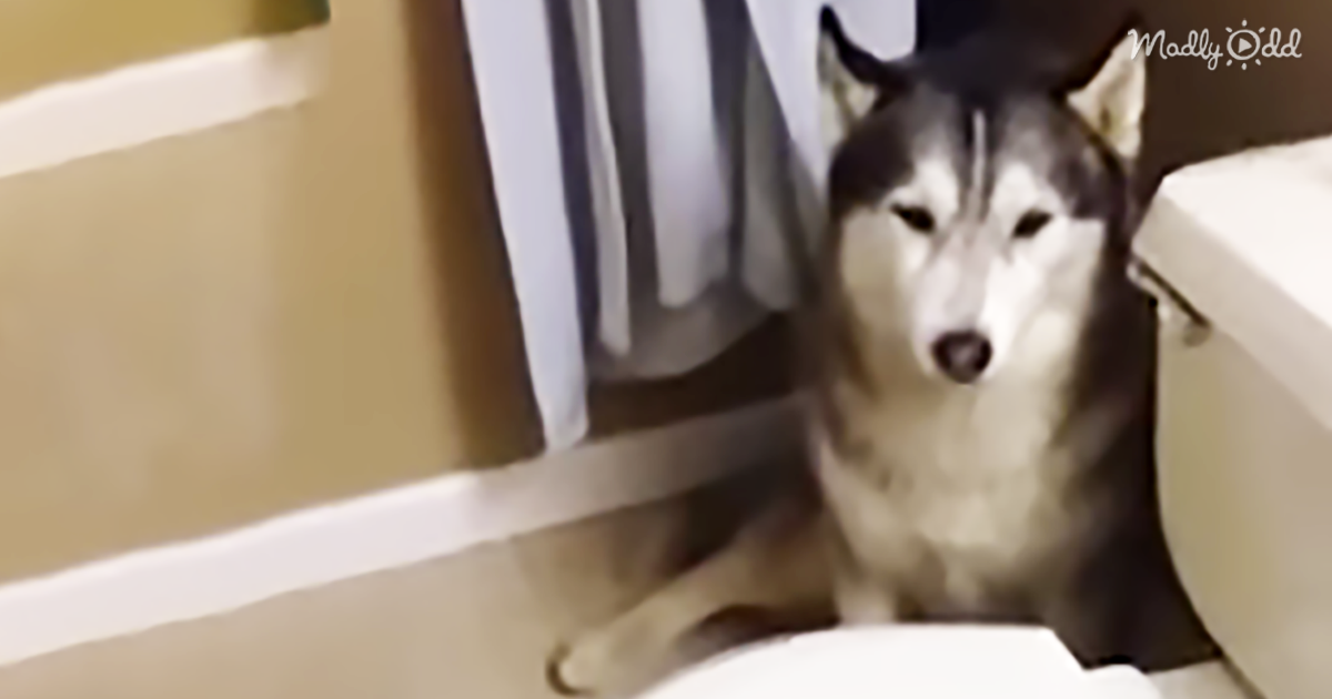 7771-OG2-This-Husky-Throws-a-Tantrum-when-Mom-Tells-Him-that-It’s-Time-for-The-Bath