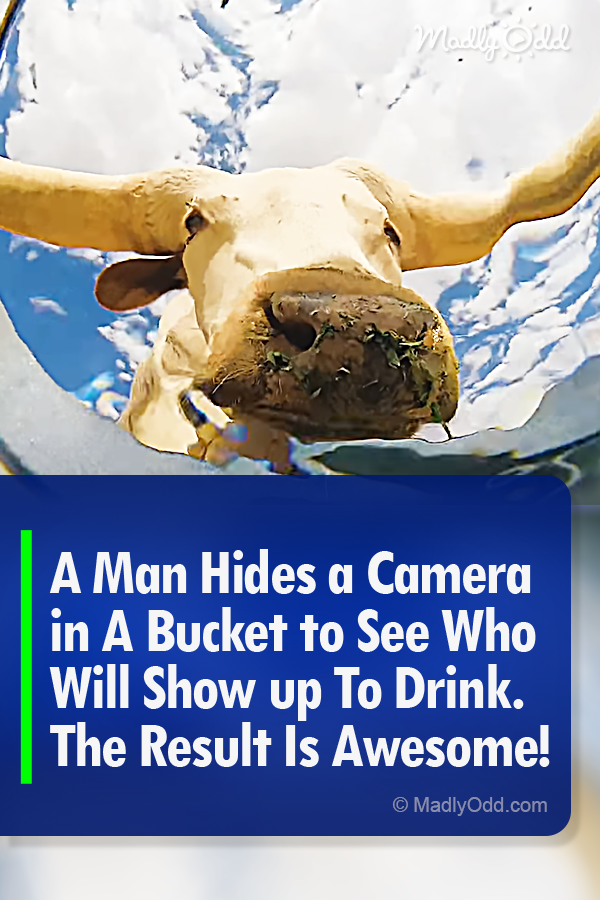 A Man Hides a Camera in A Bucket to See Who Will Show up To Drink. The Result Is Awesome!