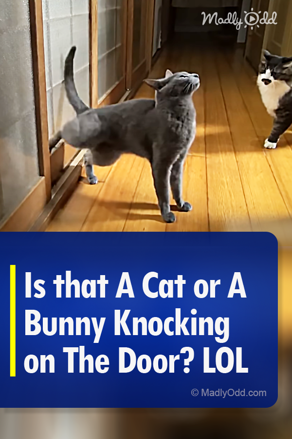 Is that A Cat or A Bunny Knocking on The Door? LOL