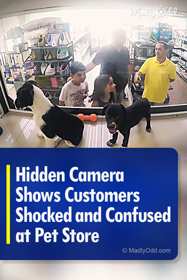 Hidden Camera Shows Customers Shocked and Confused at Pet Store