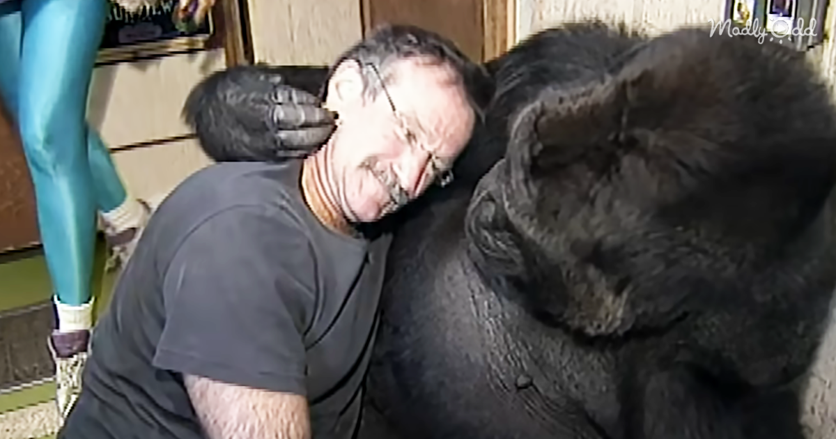 81933-OG4-Remembering-Koko-The-Amazing-Gorilla-Who-Loved-Robin-Williams-and-Kittens