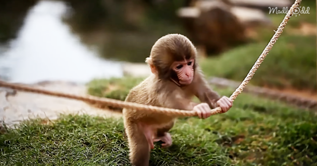 This Baby Monkey Doesn't Know What to Do with His New Rope. Watch Him ...