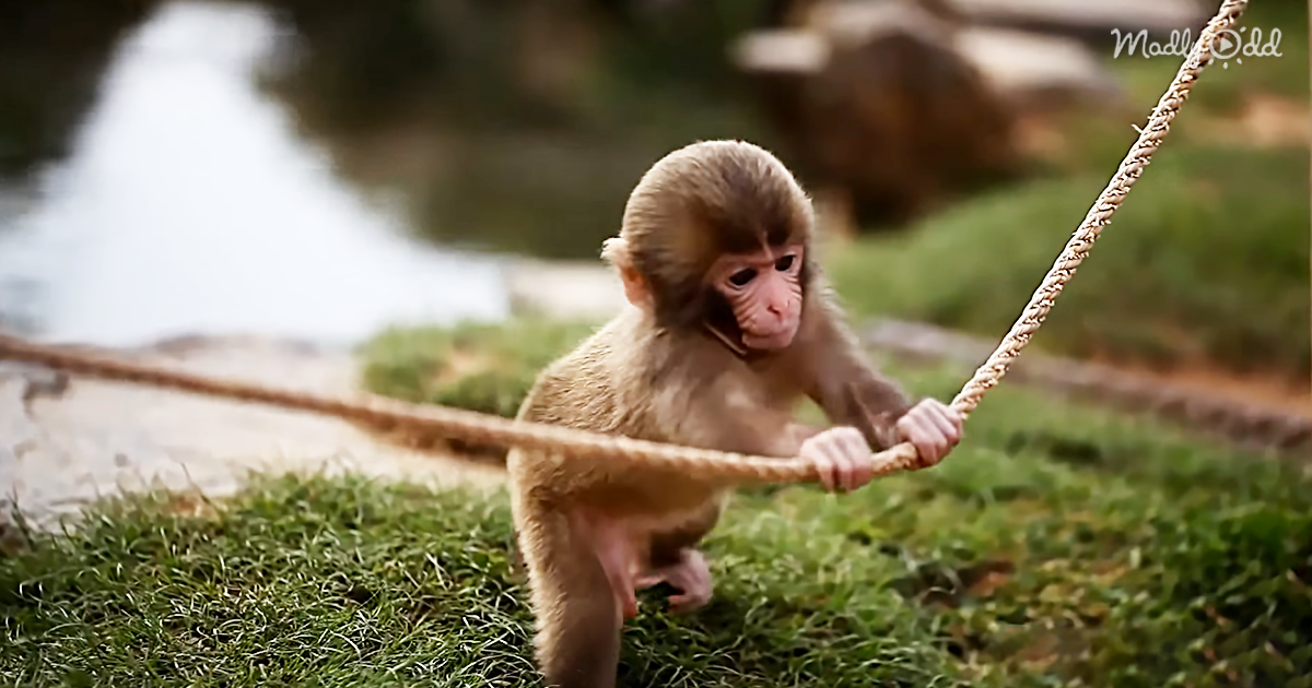 8476-OG2-This-Baby-Monkey-Doesn’t-Know-What-to-Do-with-His-New-Rope.-Watch-Him-Figuring-It-out-Is-Too-Cute