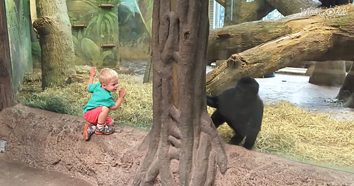 8486-OG2-Gorilla-and-Toddler-Playing-Peek-A-Boo-at-the-Zoo—Adorable