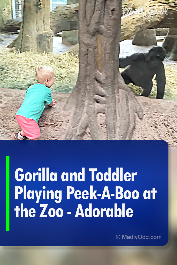 Gorilla and Toddler Playing Peek-A-Boo at the Zoo - Adorable
