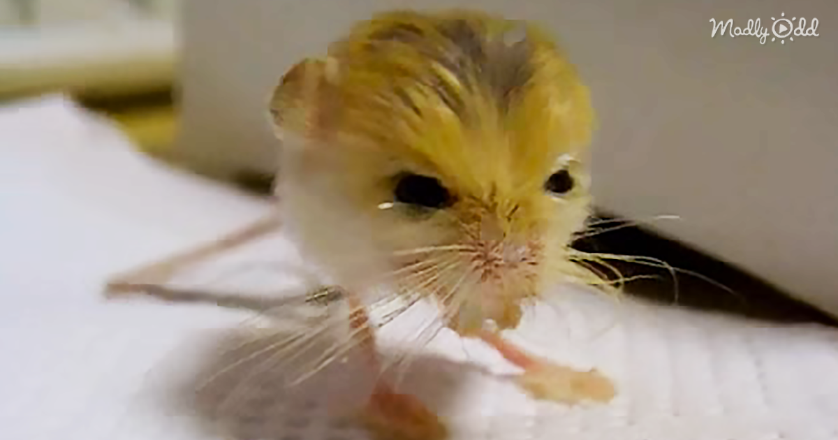 8668-OG1-This-Pygmy-Jerboa-Is-only-3.2-Grams—and-Is-a-Whole-Lot-of-Cute