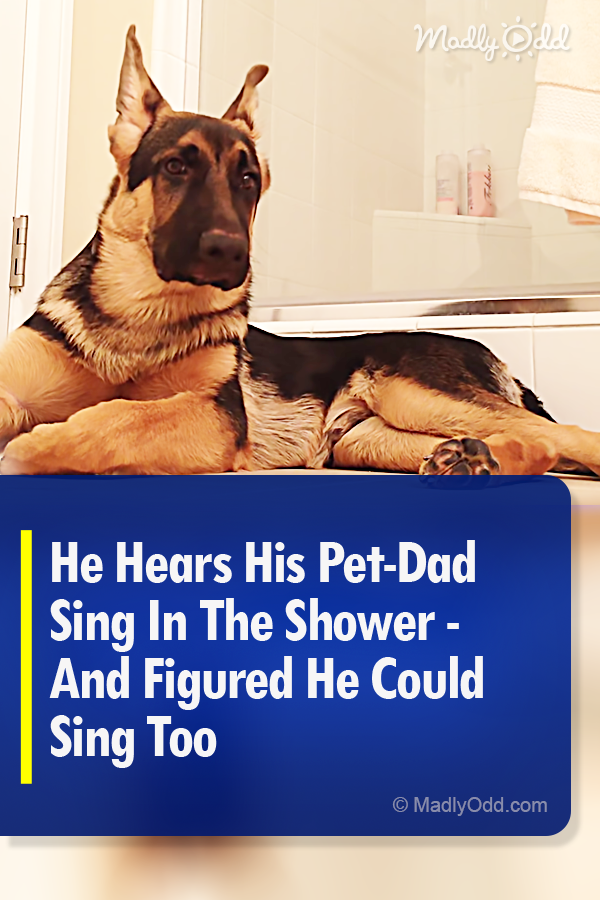 He Hears His Pet-Dad Sing In The Shower - And Figured He Could Sing Too